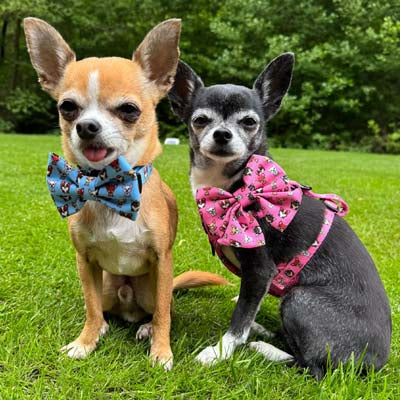 Signature Pink Chihuahua Print Exclusive Small Sailor Bow by My Chi and Me