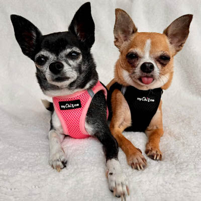 Tiny Trails Step In Air Mesh Puppy and Small Dog Harness Black