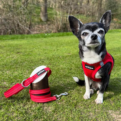 Tiny Trails Reflective 15mm Webbing Lead with Neoprene Handle Lining Red