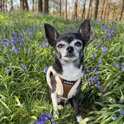 Tiny Trails Step In Soft Touch Suede Effect Faux Fur Lined Puppy and Small Dog Harness Mocha
